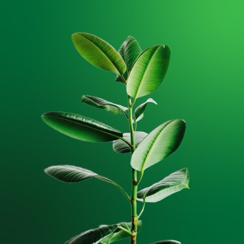 houseplant on a green background