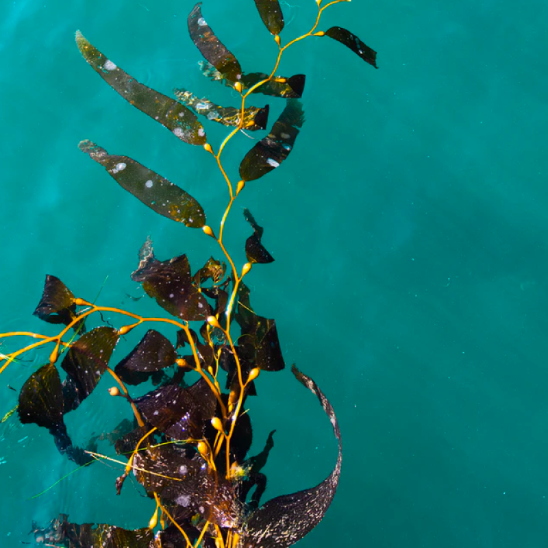 kelp floating on ocean surface
