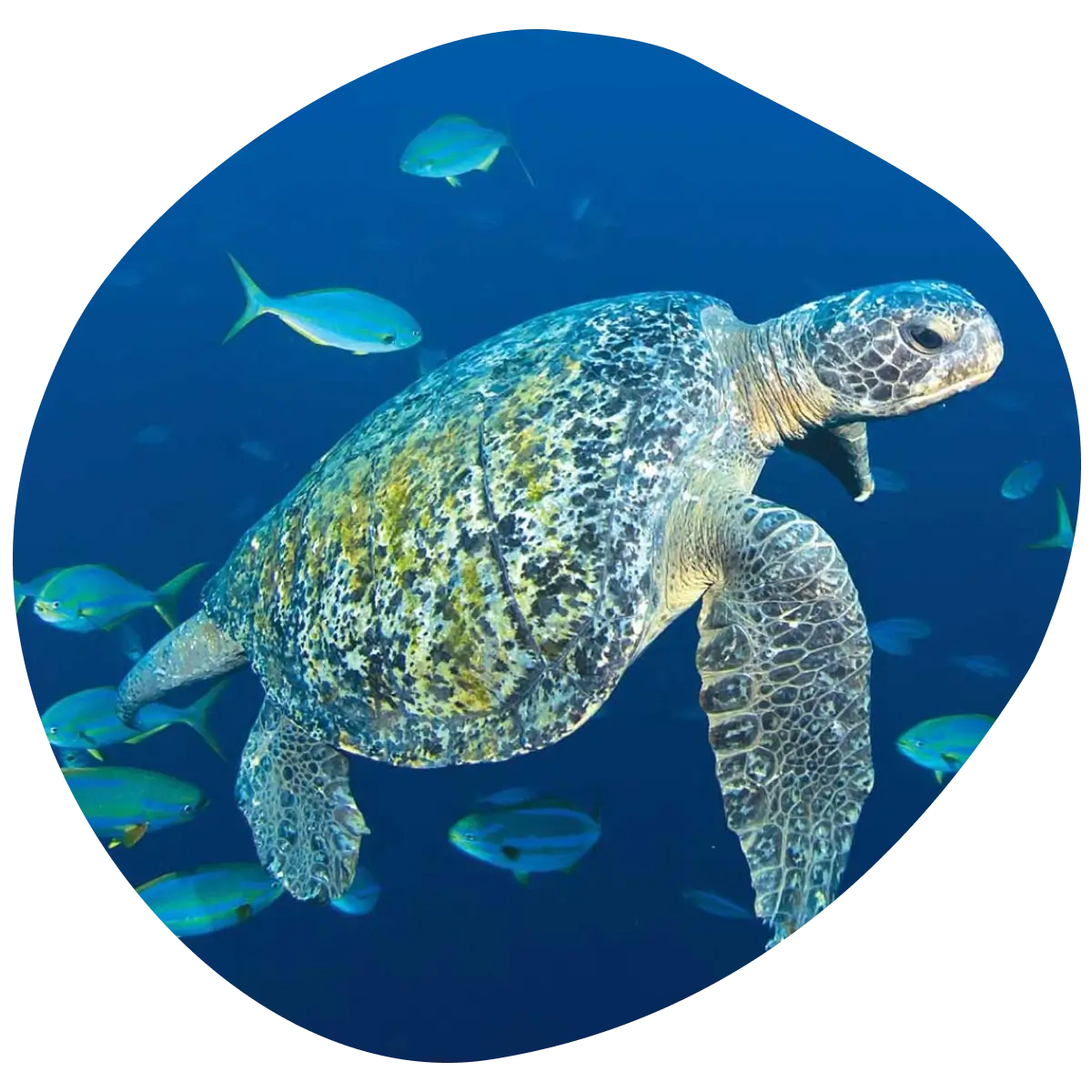 sea turtle swimming