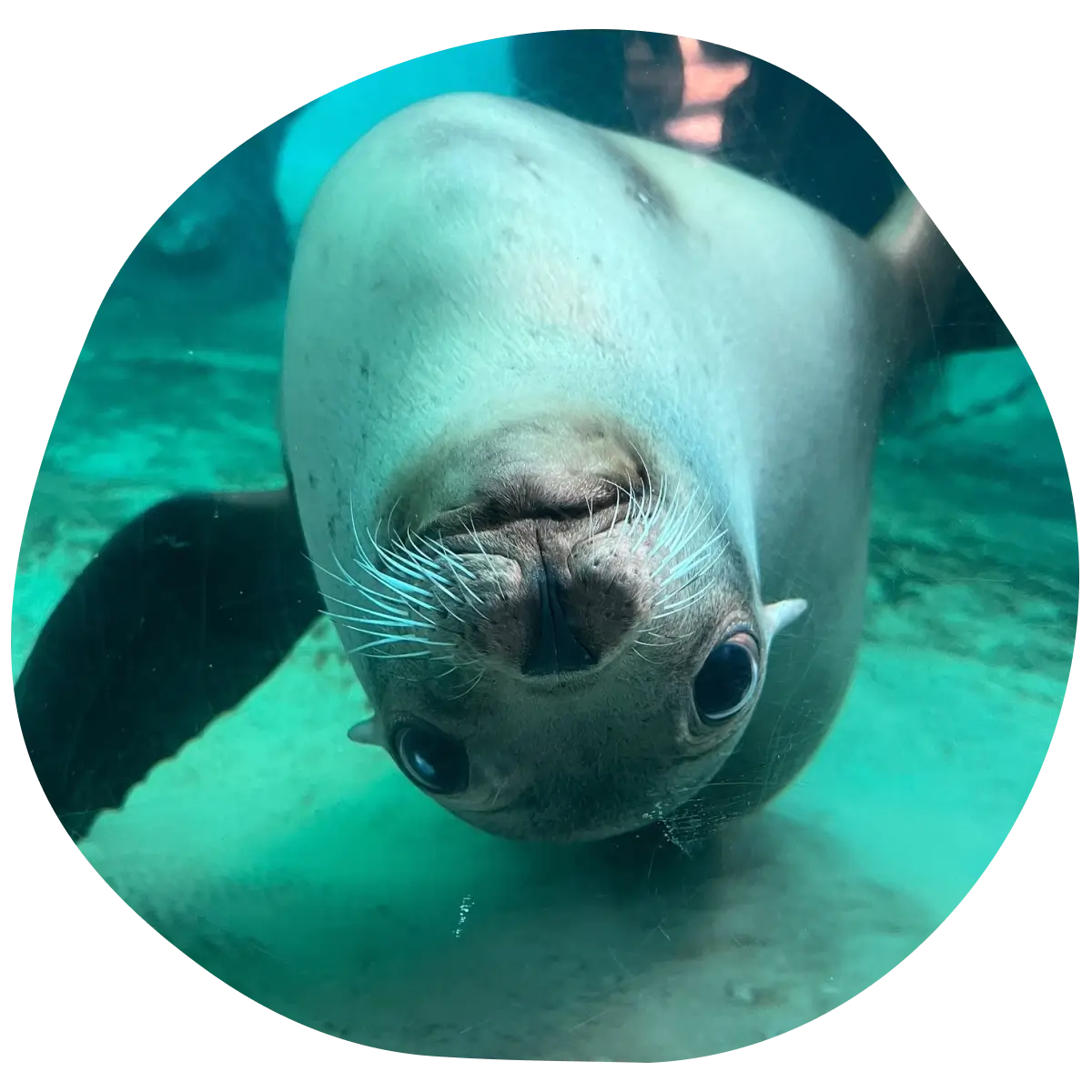 seal looking at camera